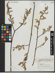 Foto von Salix rigida Muhl.